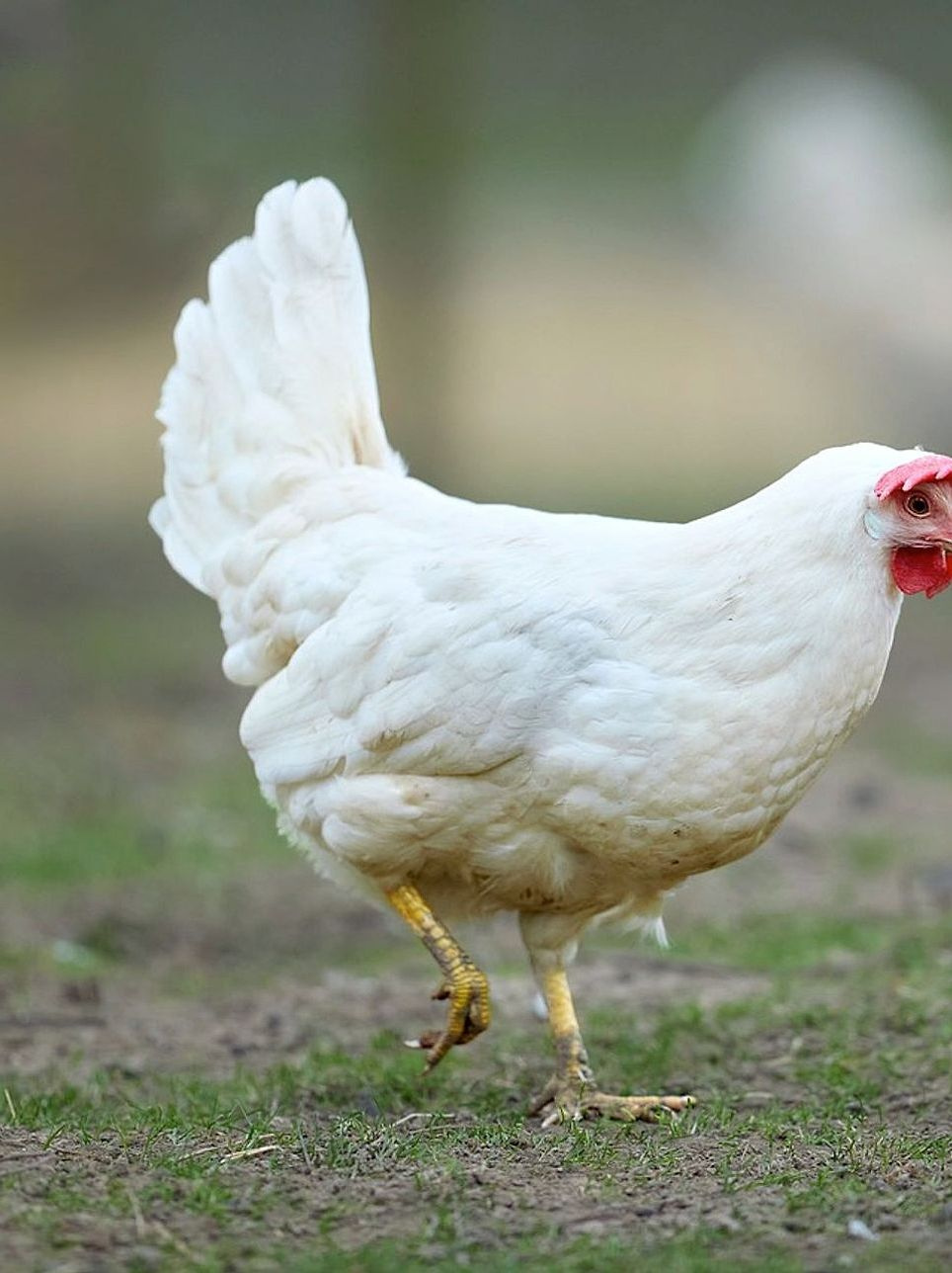 Pollo criado en pastizal