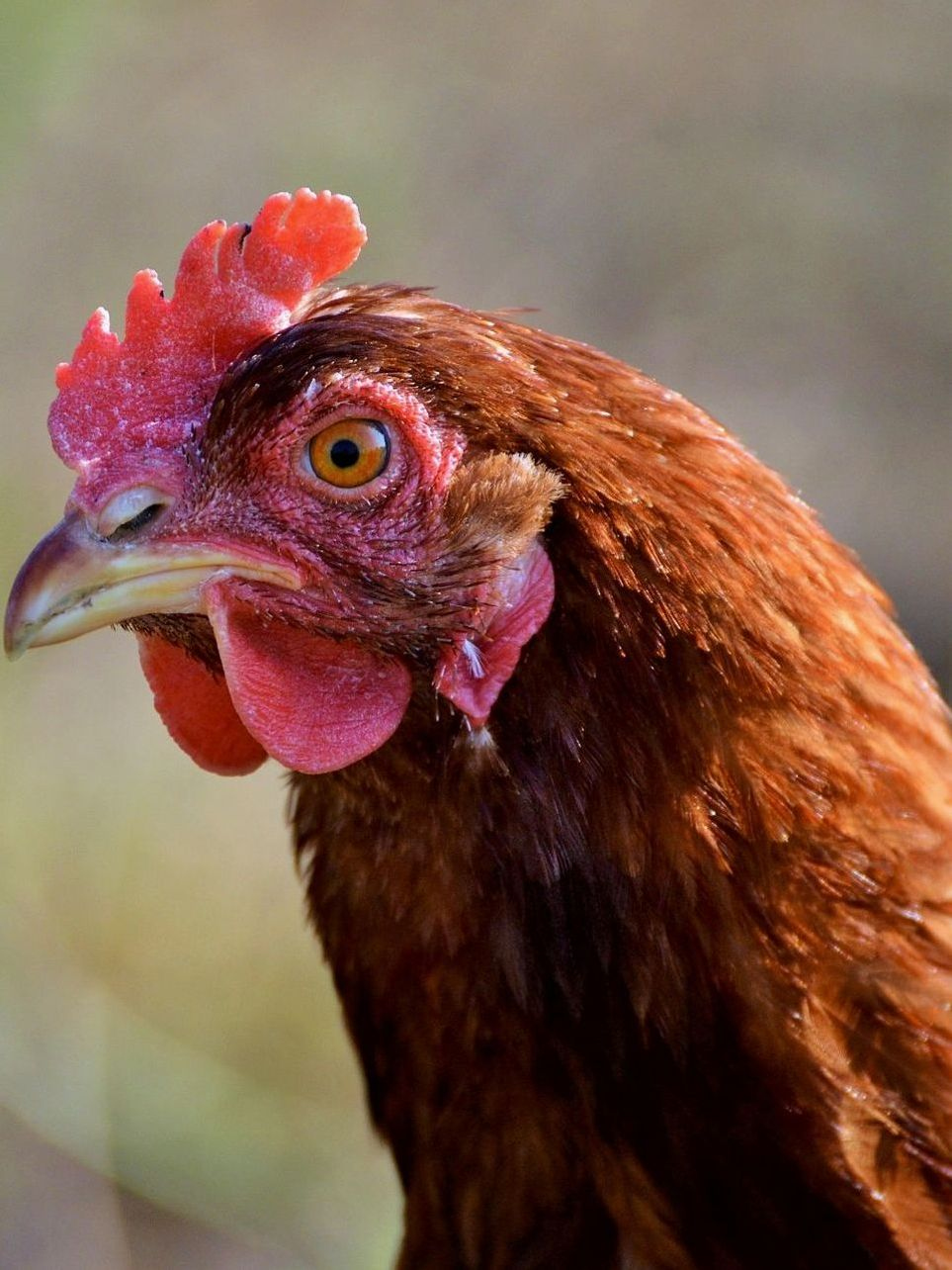 Huevos de gallinas libres